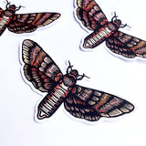 Hawk Moth Vinyl Sticker 4.25"w