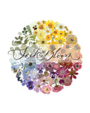 Colour Wheel- Pressed Flower Print: 8x10