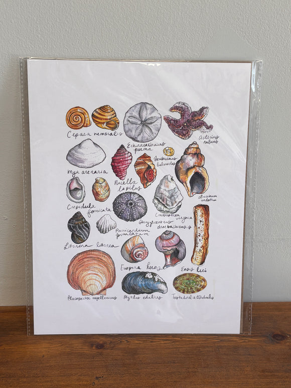 Invertebrates of the East Coast Art Print