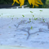 Wildflower seed card - Christmas Lobster