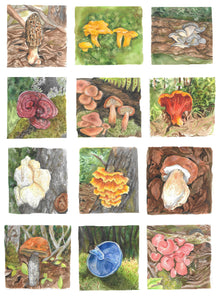 Edible Mushrooms of the East Coast Art Print