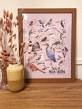 Birds of NS Poster